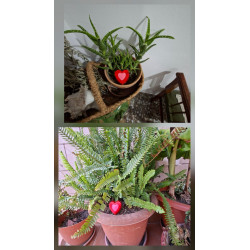 Figura de corazón de cemento pintada a mano decorando macetero con helecho y maceta con planta crasa.