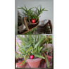 Figura de corazón de cemento pintada a mano decorando macetero con helecho y maceta con planta crasa.
