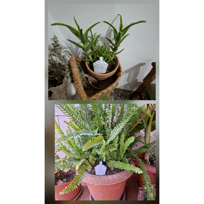 Adorno de cupcake de cemento pintado a mano decorando macetas con helecho y plantas crasas.