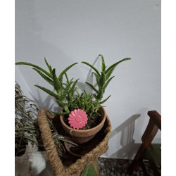 Figura de flor de cemento rosa decorando un tiesto de aloe vera metido en una cesta rústica de mimbre.