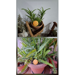 Adorno de flor de cemento amarilla decorando maceta de aloe vera en cesta de mimbre y tiesto de helecho verde.