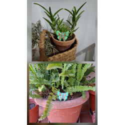 Adorno de mariposa de cemento verde pintado a mano decorando maceta de aloe vera en cesta de mimbre y tiesto de helecho verde.