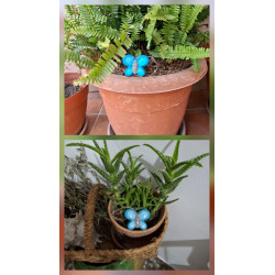 Adorno de mariposa de cemento azul brillante pintado a mano en maceta de helecho y tiesto de aloe vera en cesta de mimbre.
