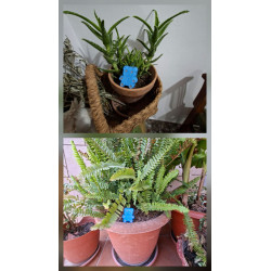 Adorno de osito pequeño de cemento azul brillante pintado a mano colocado en maceta de aloe vera y tiesto de helecho de jardín.