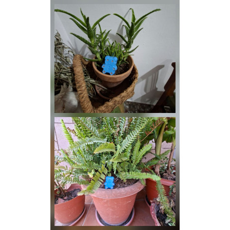 Adorno de osito pequeño de cemento azul brillante pintado a mano colocado en maceta de aloe vera y tiesto de helecho de jardín.