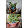 Adorno de osito pequeño de cemento azul brillante pintado a mano colocado en maceta de aloe vera y tiesto de helecho de jardín.