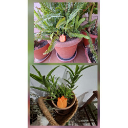 Adorno de tulipán de cemento naranja pintado a mano colocado en maceta de helecho de jardín y tiesto de aloe vera.