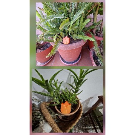 Adorno de tulipán de cemento naranja pintado a mano colocado en maceta de helecho de jardín y tiesto de aloe vera.